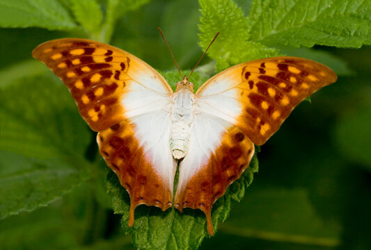 Close-up of a Pearl Charaxes (Charaxes varanes) on a leaf