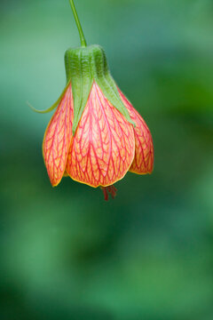 Close-up of a Flowering Maple (Abutilon hybridum)