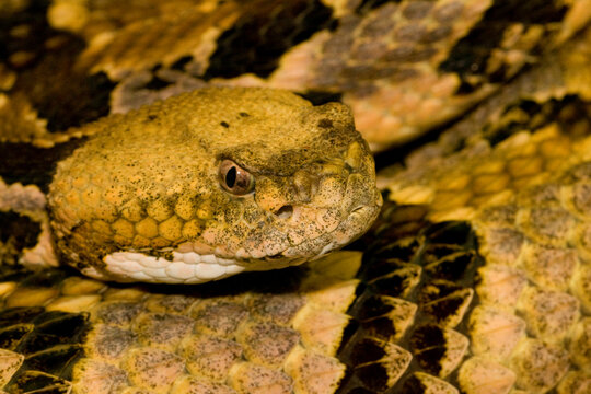 Close-up of a Timber rattlesnake (Crotalus horridus)