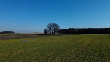 Fototapeta na wymiar Duże drzewo na pustym polu na wsi.