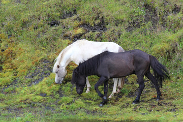 Islandpferd / Icelandic horse / Equus ferus caballus