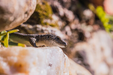 Lizard close up, macro, copy space, natural background. The lizard is on a rock stone