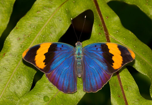 Euphaedra Nephron, Gold-banded Forester