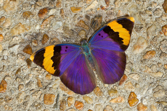 Euphaedra Nephron, Gold-banded Forester