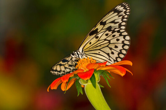 Idea Leuconoe, Large tree nymph, Rice Paper Butterfly