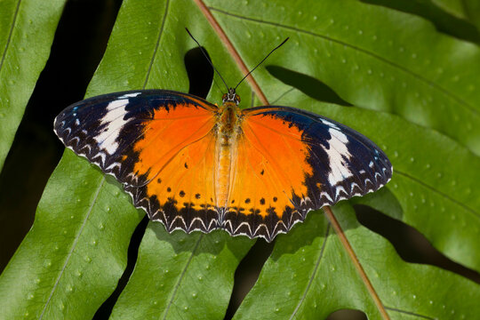 Cethosia Hypsea, malay lacewing