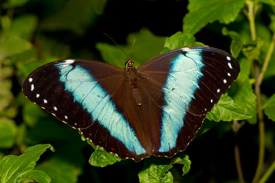 Morpho Achilles, Blue Banded Morpho