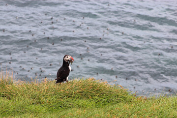 Papageitaucher / Atlantic puffin / Fratercula arctica..