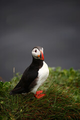 Papageitaucher / Atlantic puffin / Fratercula arctica