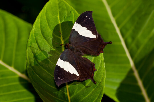 Silver-studded Leafwing (Hypna clytemnestra mexicana), directly above