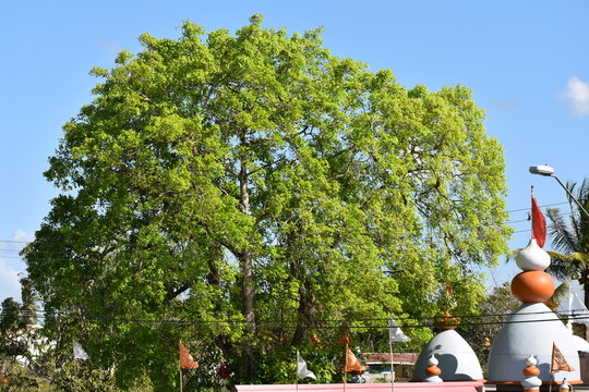 Bejucal, Trinidad and Tobago- February 2, 2019- A Peepal tree on the compound of the Warren Road Shiv Temple in Central Trinidad. This tree is sacred to Hinduism and is native to India.