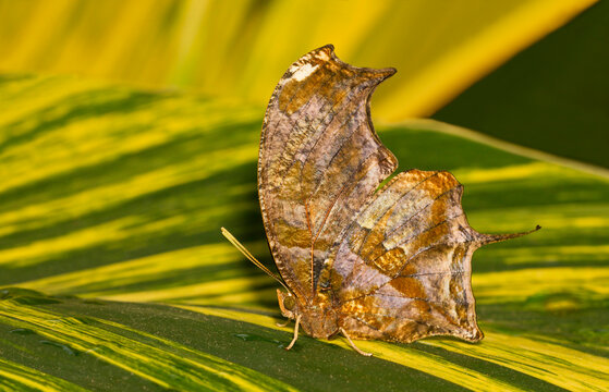 Tiger Leafwing (Consul fabius), side view