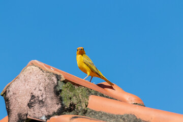 Pássaro “Canário-da-terra” no telhado de uma casa.