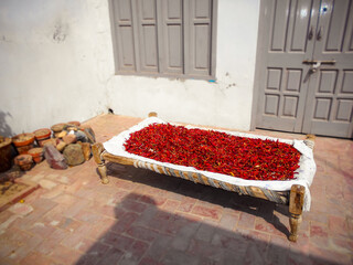 Red chilies are placed on a bed to dry in the sun rays.