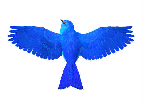Bluebird Flying Images – Browse 10,149 Stock Photos, Vectors, and Video