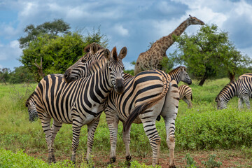 Fototapeta premium Two zebras embracing. Behind them out of focus is the rest of the herd and a giraffe grazing. 