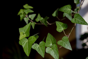 The vine of common ivy (hedera helix) with green leaves