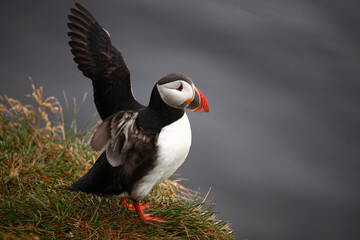 Papageitaucher / Atlantic puffin / Fratercula arctica