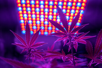 Marijuana growing under artificial LED lights.