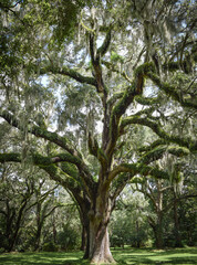 Live Oak Tree