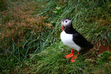 Papageitaucher / Atlantic puffin / Fratercula arctica