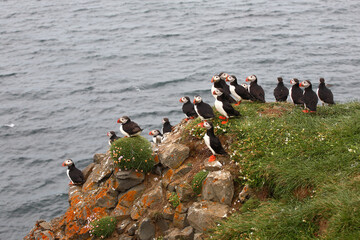 Papageitaucher / Atlantic puffin / Fratercula arctica