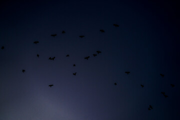 夕暮れを飛ぶカラス