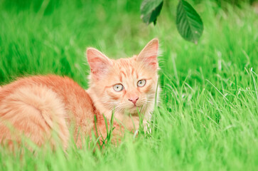Fototapeta na wymiar The most beautiful cat. Fluffy Orange Maine Coon cat.
