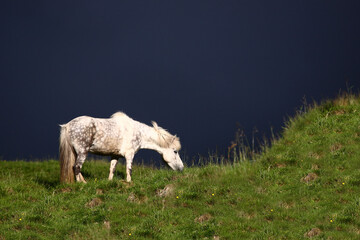 Islandpferd / Icelandic horse / Equus ferus caballus