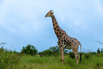 Large Giraffe standing in the a grassland in the the african bushveld.