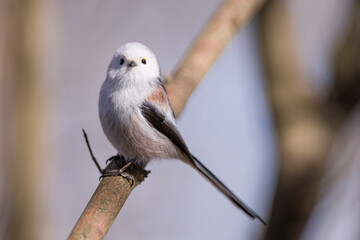 Long-tailed tit (Aegithalos caudatus) sitting on a branch