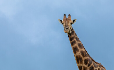 Close up on the neck and head of a giraffe against the blue sky 