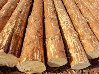 Logs of coniferous trees. Logging industry. Preparation of logs for building a house. High quality...