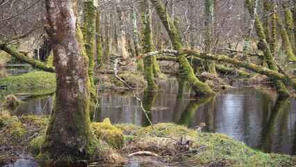 Parque natural de Killarney, día claro con árboles tapizados de musgo y caminos inundados por la lluvia. Irlanda