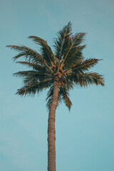 Colombia Palme Strand Mucura Insel