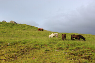Islandpferd / Icelandic horse / Equus ferus caballus