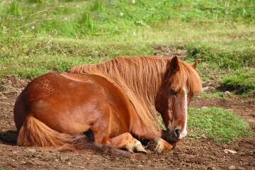 Islandpferd / Icelandic horse / Equus ferus caballus