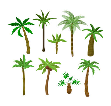 Palm trees cartoon illustration collection. Exotic fruitful, coconut or banana trees, tropical vegetation, greenery or plants isolated on white background. Nature, flora, jungle concept