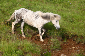 Obraz na płótnie Canvas Islandpferd / Icelandic horse / Equus ferus caballus