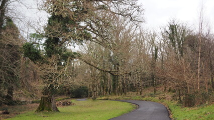Parque natural de Killarney, día claro con árboles tapizados de musgo y caminos inundados por la lluvia. Irlanda