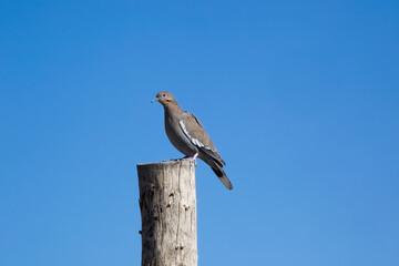 Morning Dove in the Desert