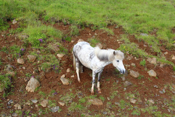 Islandpferd / Icelandic horse / Equus ferus caballus