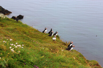 Papageitaucher / Atlantic puffin / Fratercula arctica