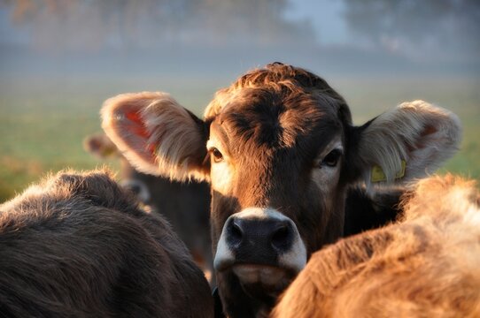 Cute Cow Looking at Camera in Switzerland.