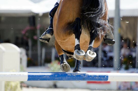 Horse Jumping over Obstacle in Switzerland.