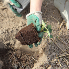 small strawberry bush in the hands of a gardener taken out of a pot. planting seedlings of berry...