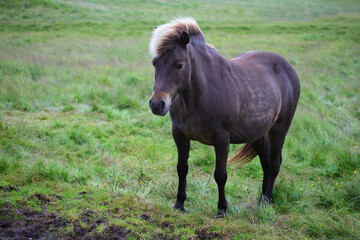 Islandpferd / Icelandic horse / Equus ferus caballus
