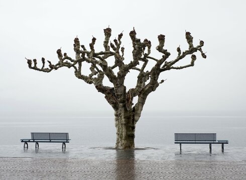 Bare Tree and Bench on Waterfront with Sunlight in Ascona, Switzerland.