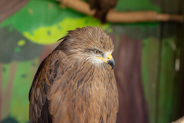 Buzzard in the zoo. Buteo buteo. Natural