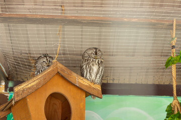 Owls at the zoo. Natural. Space for text. Strix aluco